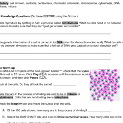 Cell division gizmo answers key