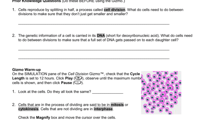 Cell division gizmo answers key