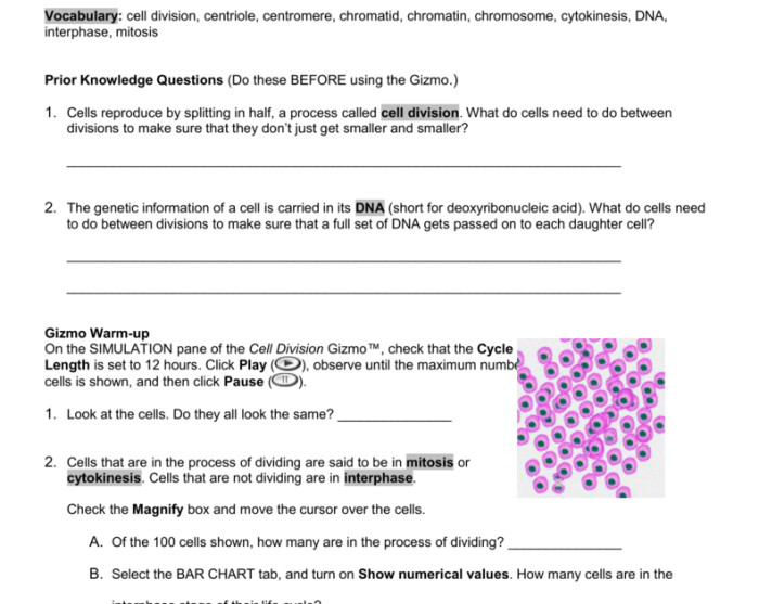 Cell division gizmo answers key