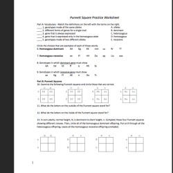 Punnett square worksheet and answers