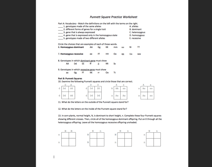 Punnett square worksheet and answers