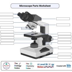 Microscope diagram crossword answer key