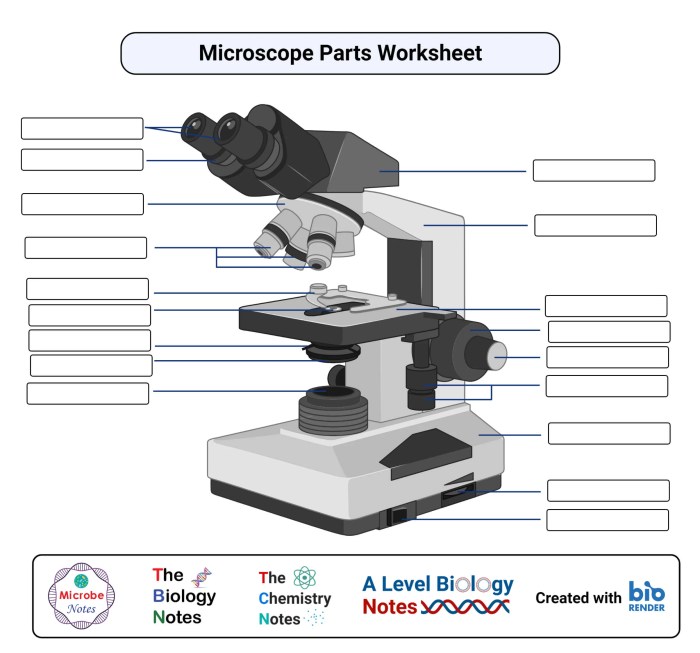 Microscope diagram crossword answer key