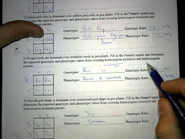 Punnett square worksheet and answers