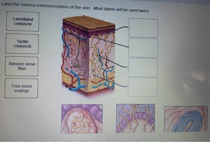 Art-labeling activity tactile receptors in the skin