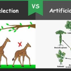 Evolution natural and artificial selection gizmo