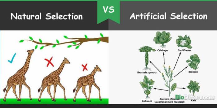 Evolution natural and artificial selection gizmo