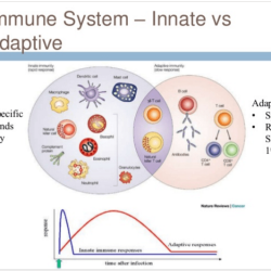 Immune system physiology response anatomy inflammatory diagram histamine lymphatic specific non body systems figure human