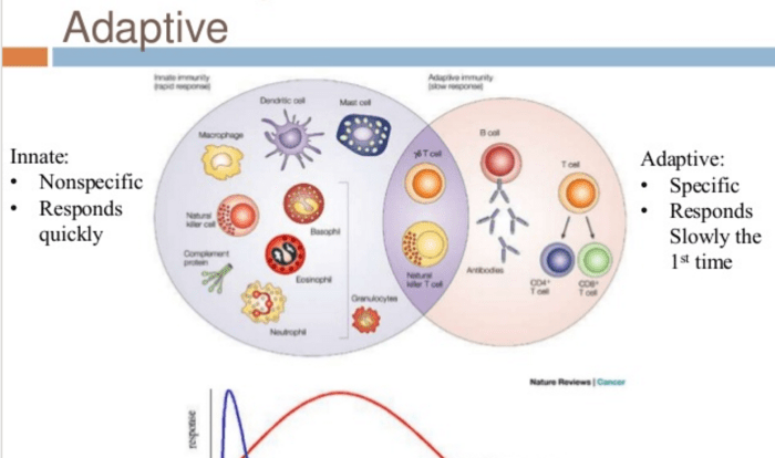 Immune system physiology response anatomy inflammatory diagram histamine lymphatic specific non body systems figure human