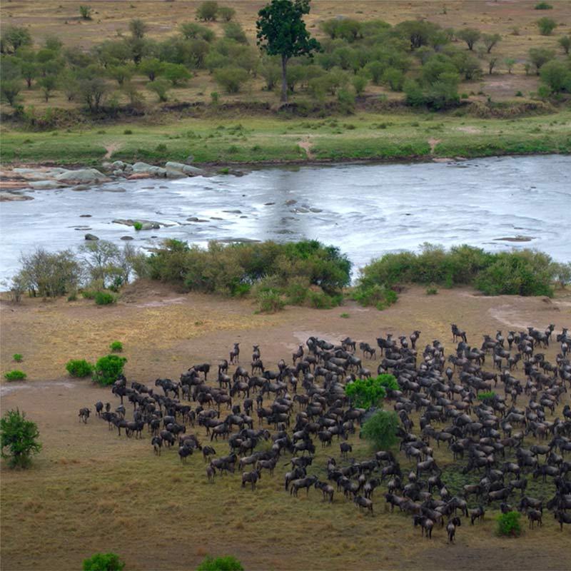 Population regulation in the serengeti answer key