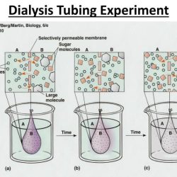 Osmosis and diffusion lab with dialysis tubing answers