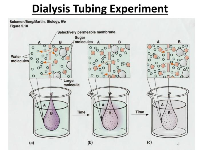 Osmosis and diffusion lab with dialysis tubing answers