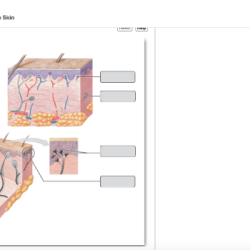 Receptors label tactile solved labeling problem been has