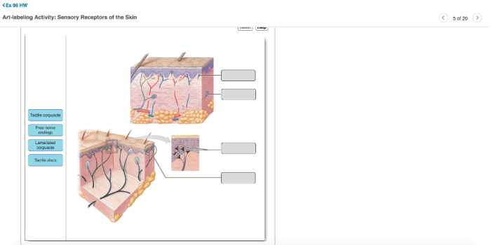 Receptors label tactile solved labeling problem been has