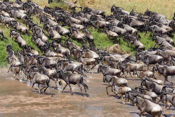 Population regulation in the serengeti answer key